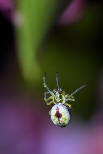 Nigma puella